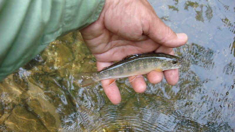 Another little Brookie.JPG